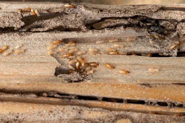 Best Local Pest Control Services  in Newberry, SC