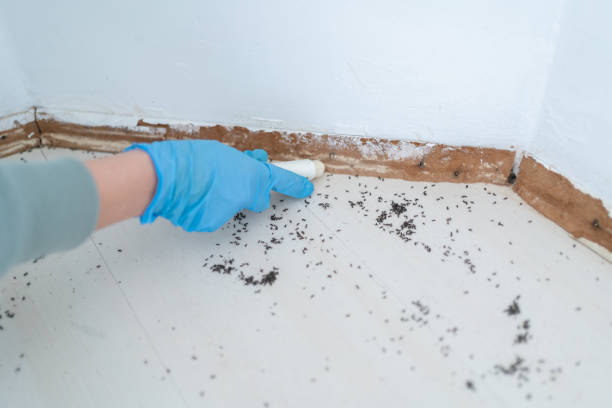 Best Wasp Removal Services  in Newberry, SC